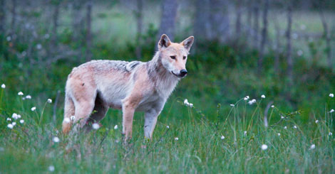 Foto: Svein Wik